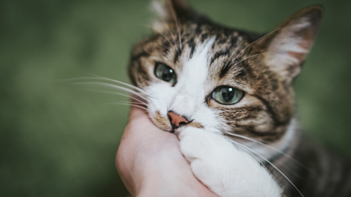 こっそり誰かに甘えたい❤️ママナースがお相手します 看護師ママに甘えてみて♡色々忘れて誰かに甘えるって大切✨ イメージ2