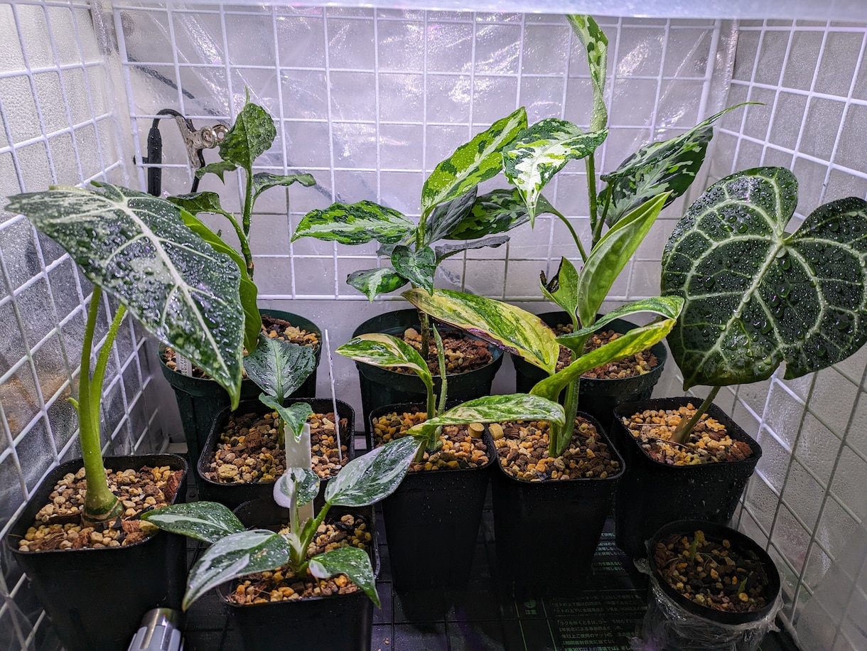 観葉植物に関するお悩み解決します 自宅にて50鉢以上育てている僕がお悩み解決します イメージ1