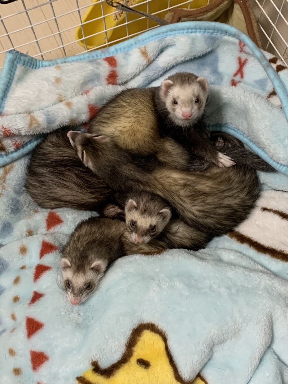 フェレットの飼い方、病気、悩み相談等受け付けます 5匹のフェレットを飼育してきた経験を生かし悩みを解決します！ イメージ2