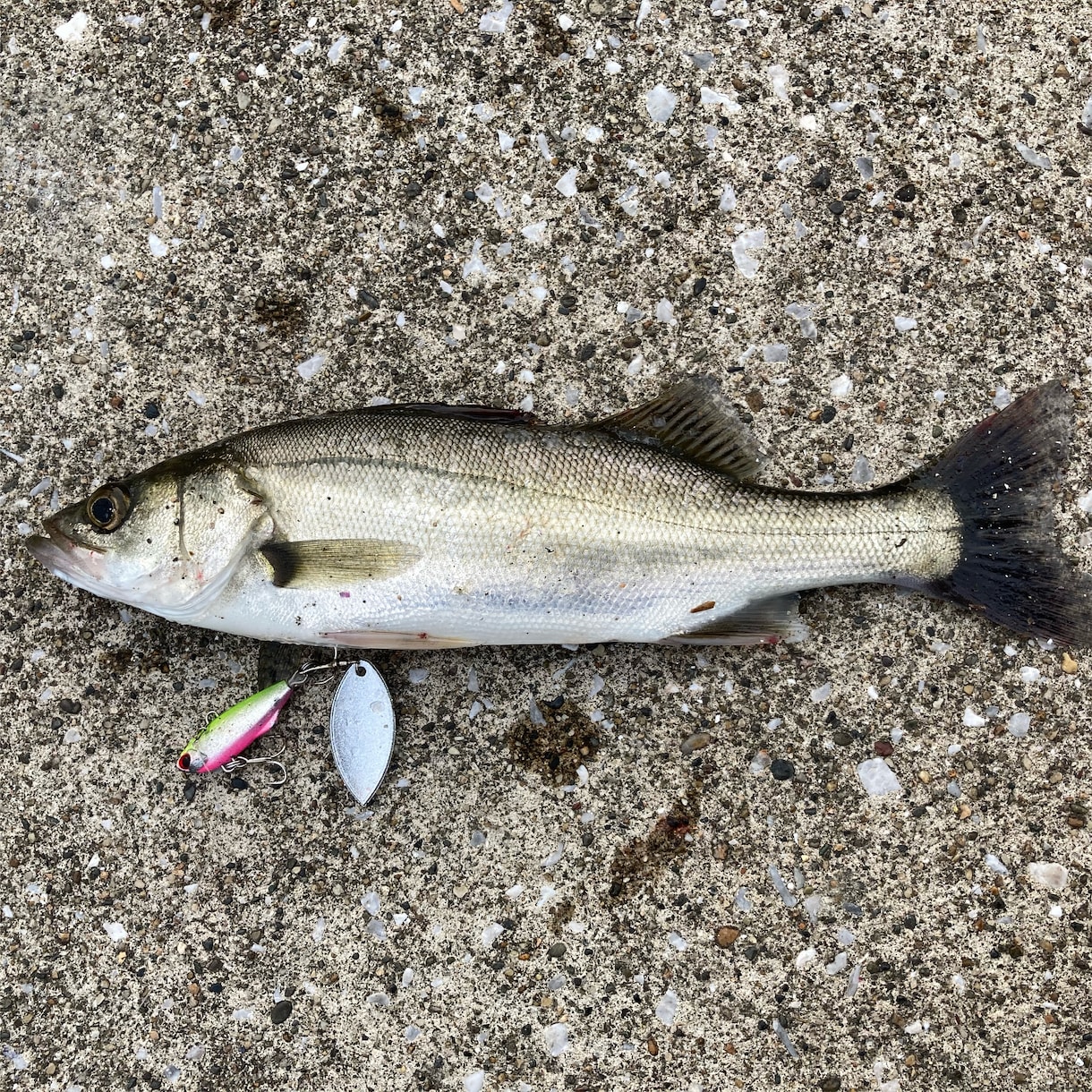 シーバス釣りについてお教えします これから釣りを始めたい、釣りに苦戦してる人へ情報提供します！ イメージ2
