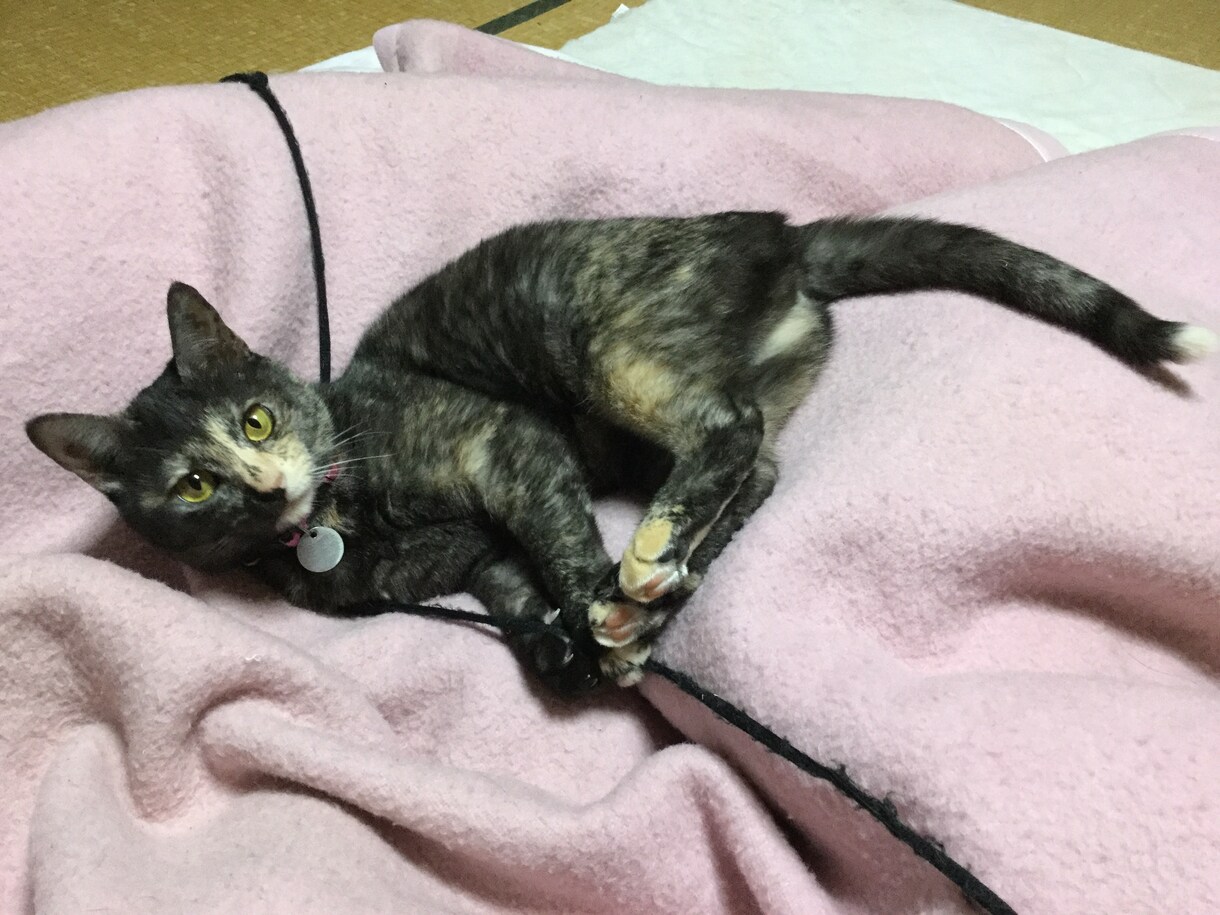 迷子猫情報をYouTube・TikTokに載せます 登録者数1000～1800人アカウントに掲載・拡散します！ イメージ3