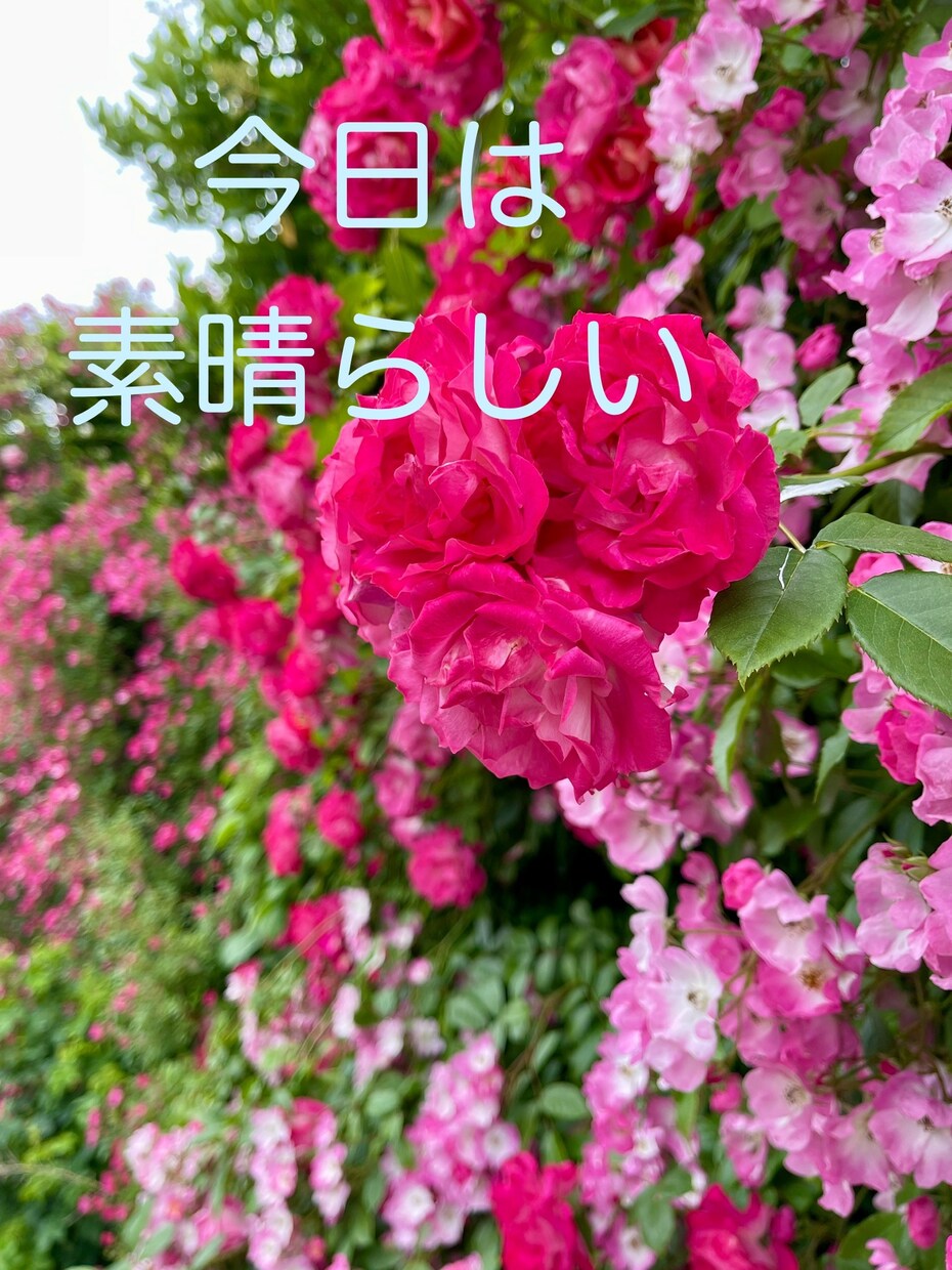あなたのハッピーをお聴きします あなたの大切な声で、心の嬉しい！を伝えてください。 イメージ9