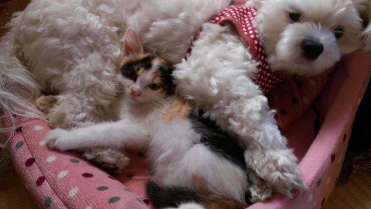 保護猫✽犬の疑問☘️質問聞きます わかってあげたい理解したいその時をお手伝いさせてもらいますね イメージ3