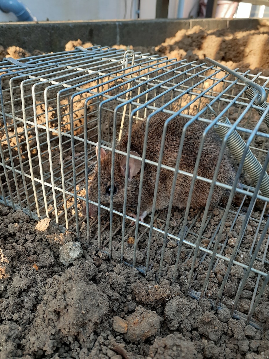 家庭菜園でのネズミの捕獲駆除を教えます 低コストで管理が簡単。餌にポイントがあります。 イメージ1