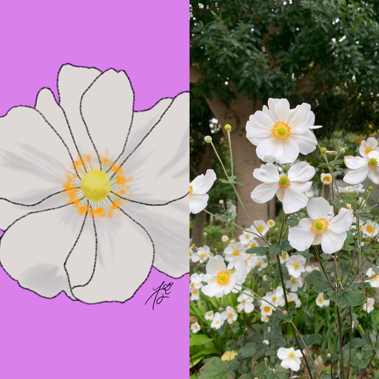 お花のイラストを描きます 記念日にもらったお花や花壇に咲くお花等をイラストにします。 イメージ1