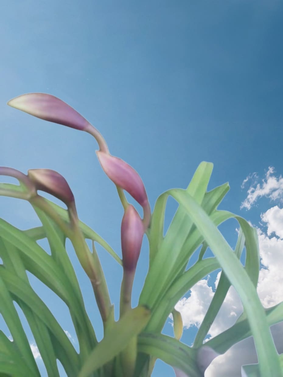 シンビジウムのお悩み解決、お手伝いいたします 植物がもっと好きになる、育てるワクワクもお届けします イメージ2