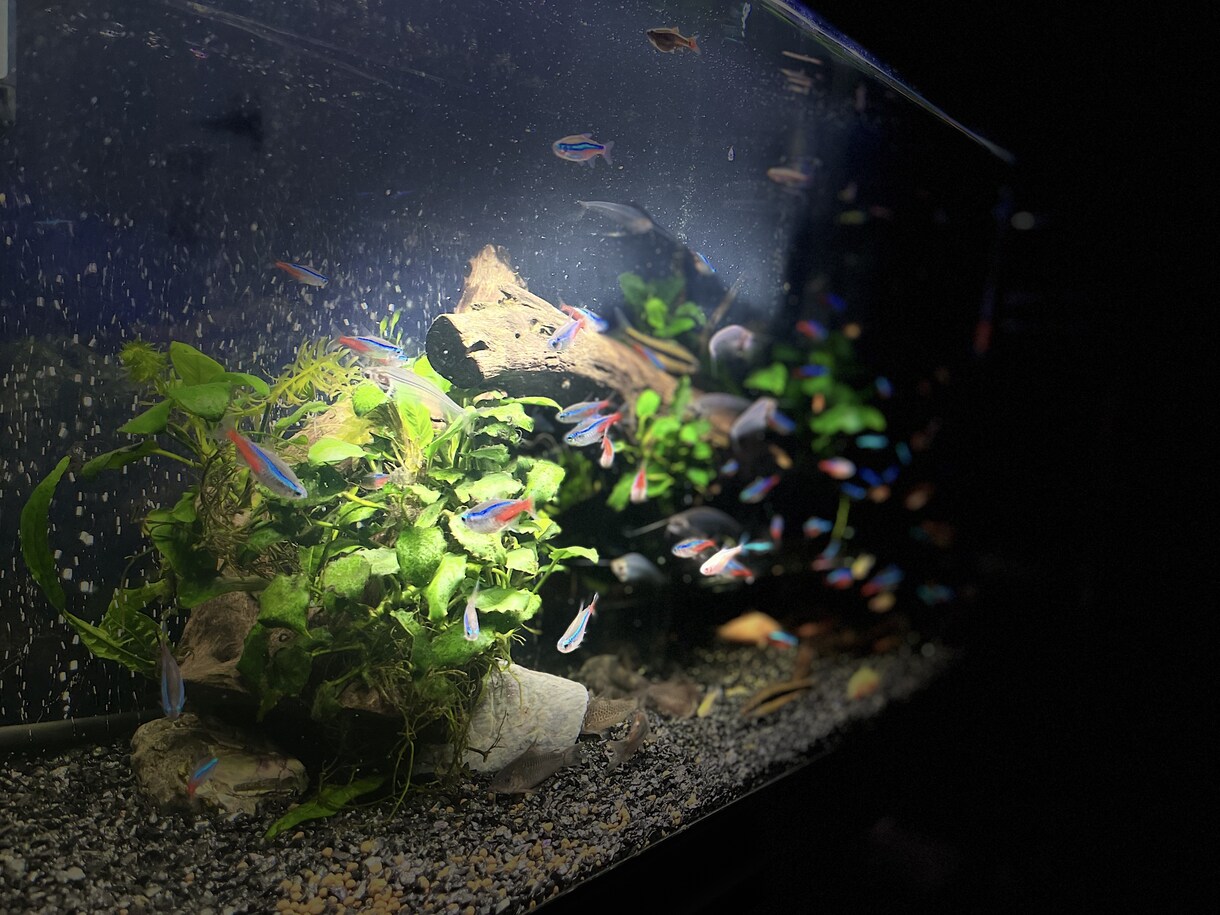 メダカ～熱帯魚まで相談のります 初心者でも簡単に心の癒しを味わいましょ！！ イメージ1