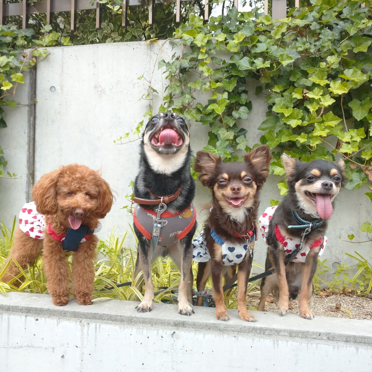 愛犬との生活を豊かにするお手伝いをします ☆多数資格取得の愛犬家がお悩みや楽しい犬との生活をアドバイス イメージ1