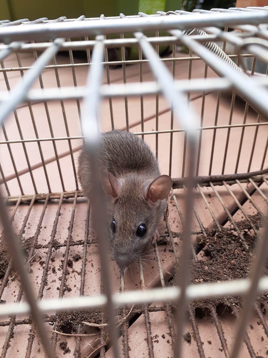家庭菜園でのネズミの捕獲駆除を教えます 低コストで管理が簡単。餌にポイントがあります。 イメージ4