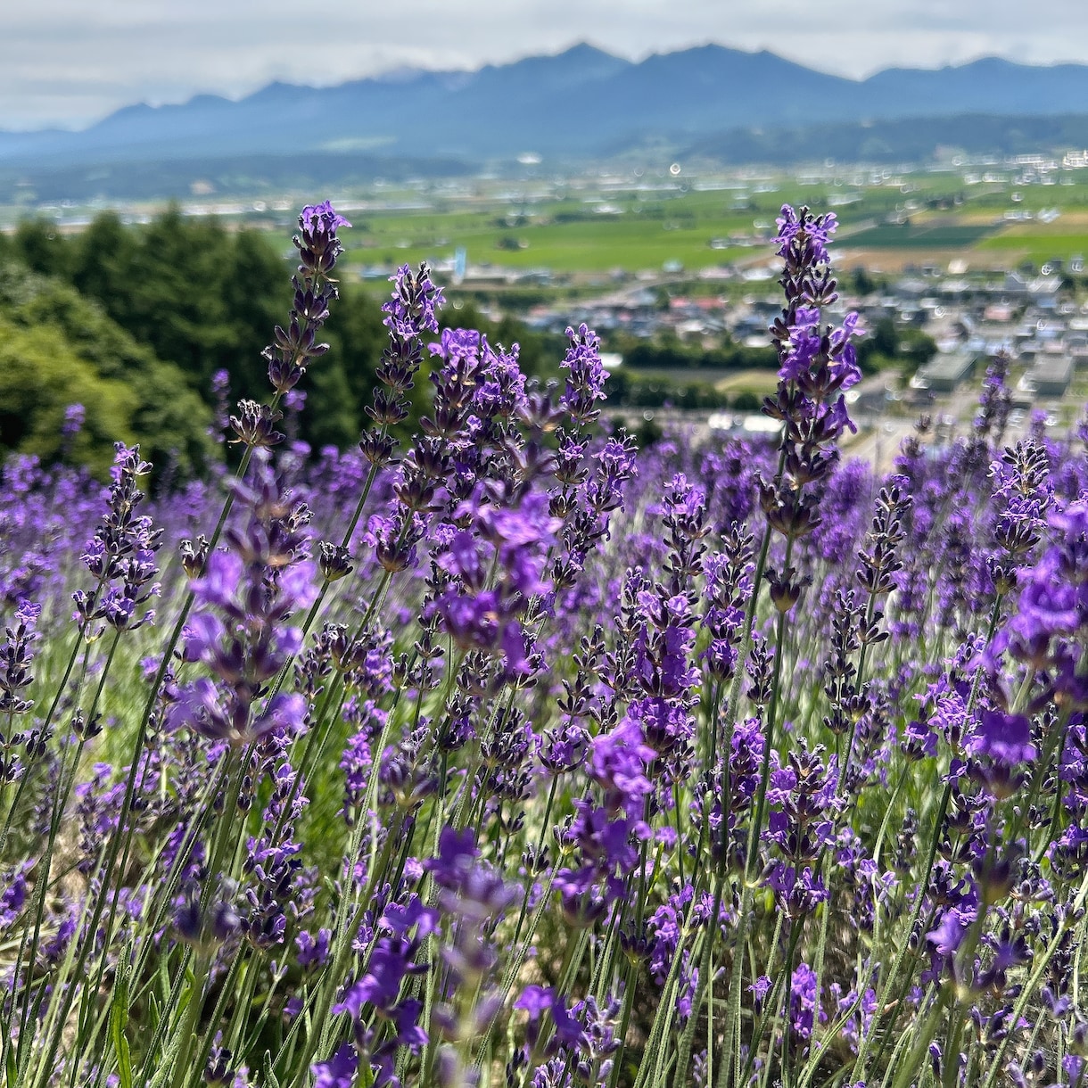 ７月迄お試し価格★北海道観光★１週間チャットします 広すぎる北海道をどうまわる？ドライブ狂いの北海道民が承ります イメージ1