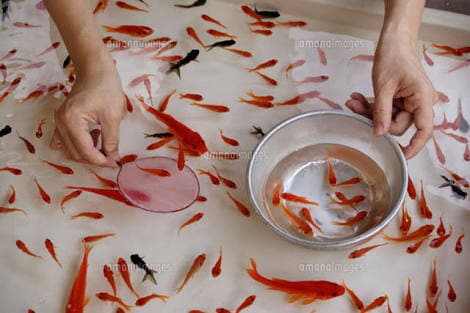 お祭りシーズン！金魚すくいの必勝法教えます すぐにポイが破れたりしませんか？ イメージ1