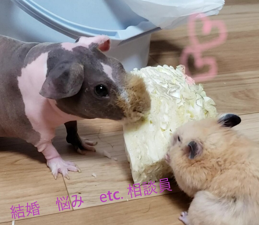 結婚　離婚　悩みの相談いたします 前途洋々　前途多難？　七転び八起きの私がお手伝いします。 イメージ1