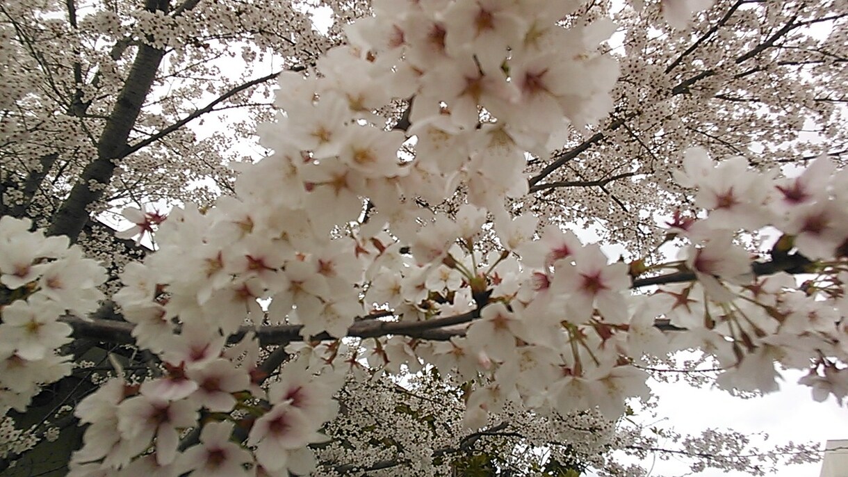 奈良の情報お伝えします 奈良のどんなことでもお聞きください。 イメージ1