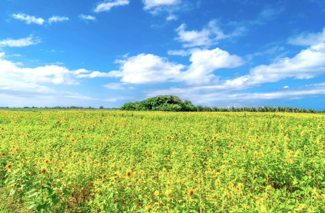 21日間で習慣化！あなたの生活を向上させます ちょっとした視点の変化で、幸せな人生を！ イメージ1