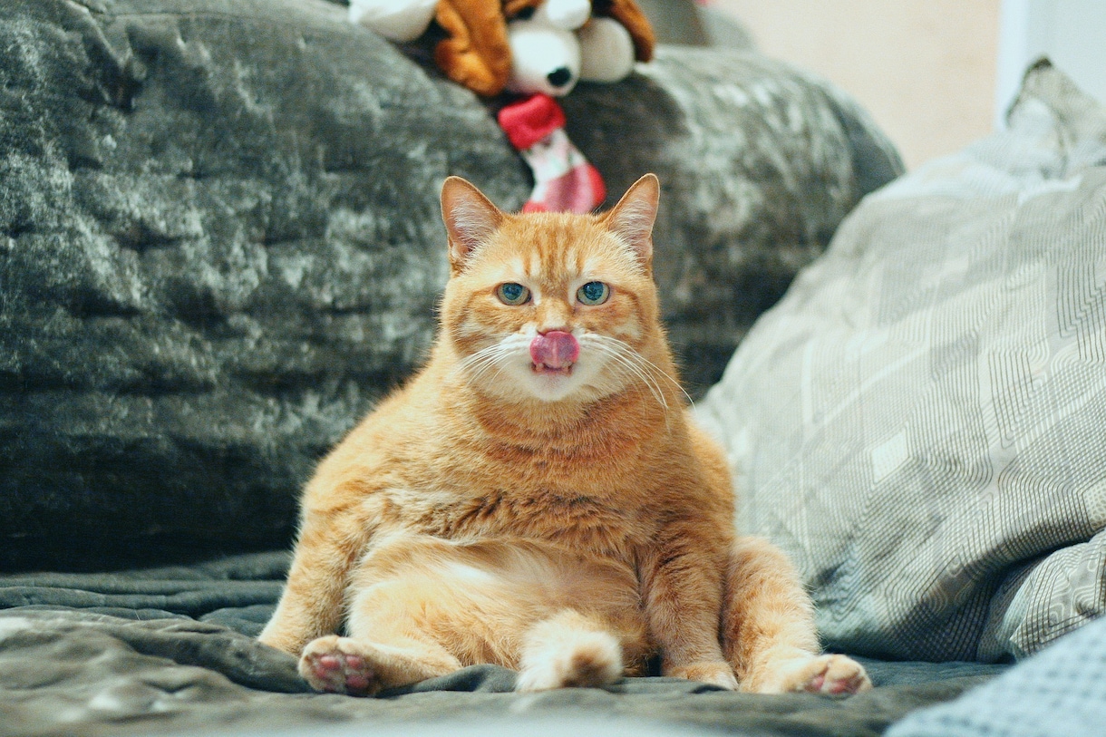 様々なシチュエーションで使える猫の画像集めます 可笑しい!可愛い!!癒される!!50枚セットでお渡しします イメージ3