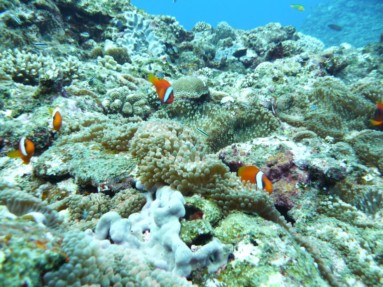 沖縄の水中写真を提供します イメージ写真等に使用してみてはいかがでしょうか イメージ5