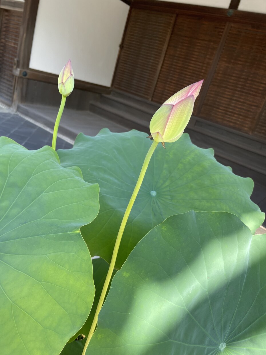 HSP・繊細さん向け心が軽くなるようお話しします 【HSP・繊細な気質で生きづらいあなたへ】優しく寄り添います イメージ1