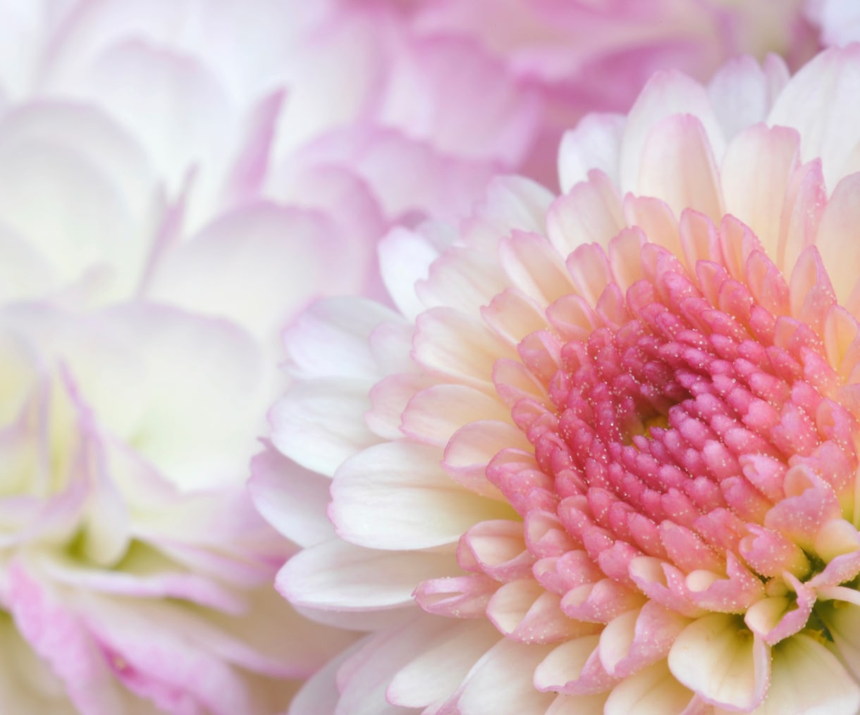 日本の三女神のアチューメントを提供します 菊理姫、木花咲耶姫、瀬織津姫の力で内なる輝きを呼び覚ます。 イメージ5