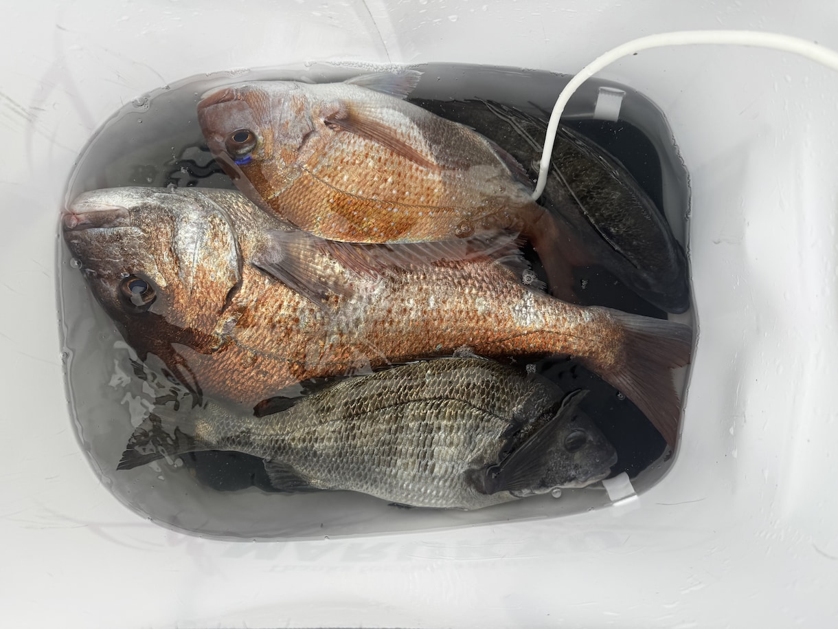 初心者歓迎フカセ釣りで釣れない原因と対策を教えます フカセ釣りで釣れない理由と釣った魚の美味しい食べ方教えます イメージ4