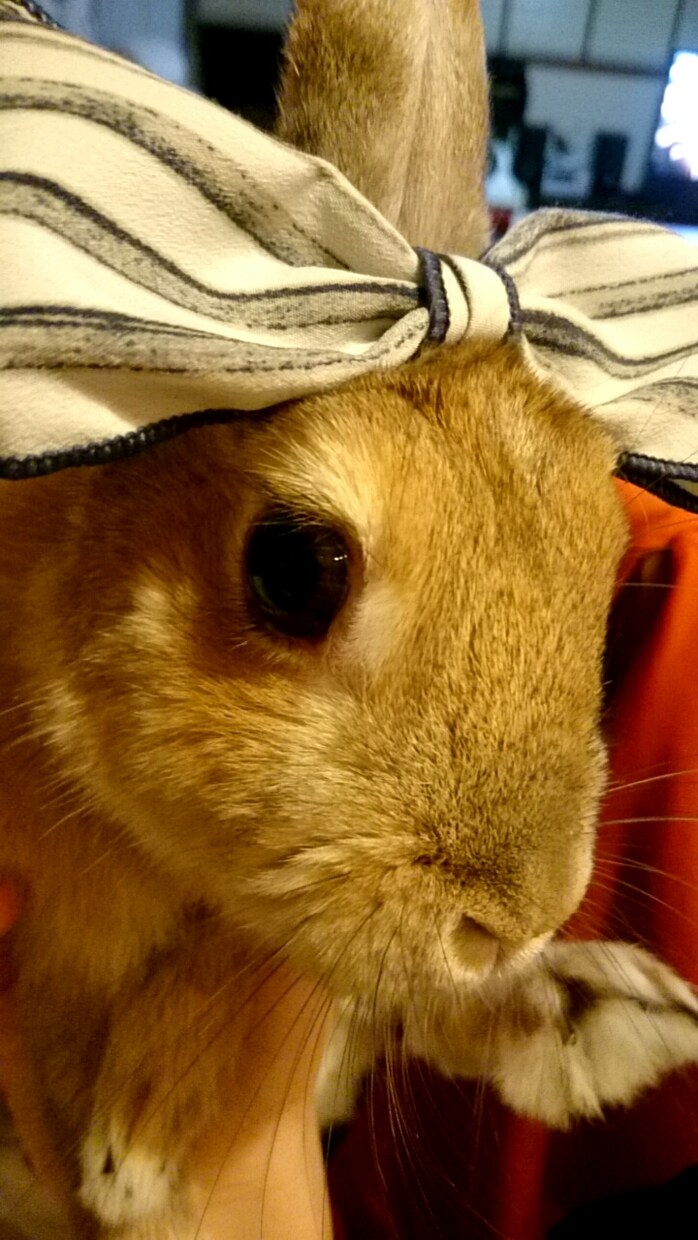 うさぎの体験談を聞きます 〜あなたの飼っているうさぎちゃんのエピソードを教えて下さい〜 イメージ4