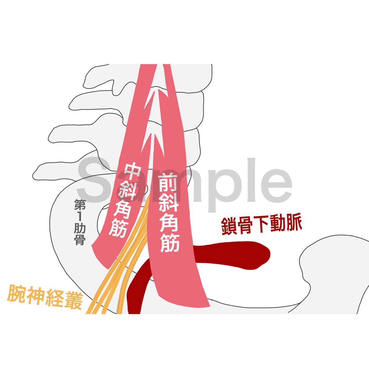 医療・福祉・解剖のイラスト描きます 理学療法士経験者が文献内の図や画像をイラストにします！ イメージ4