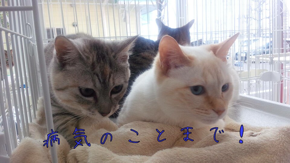 わんちゃん猫ちゃんの飼い方の相談にお答えします 元動物看護師がしつけやご飯、病気等飼い主様の疑問に答えます イメージ6
