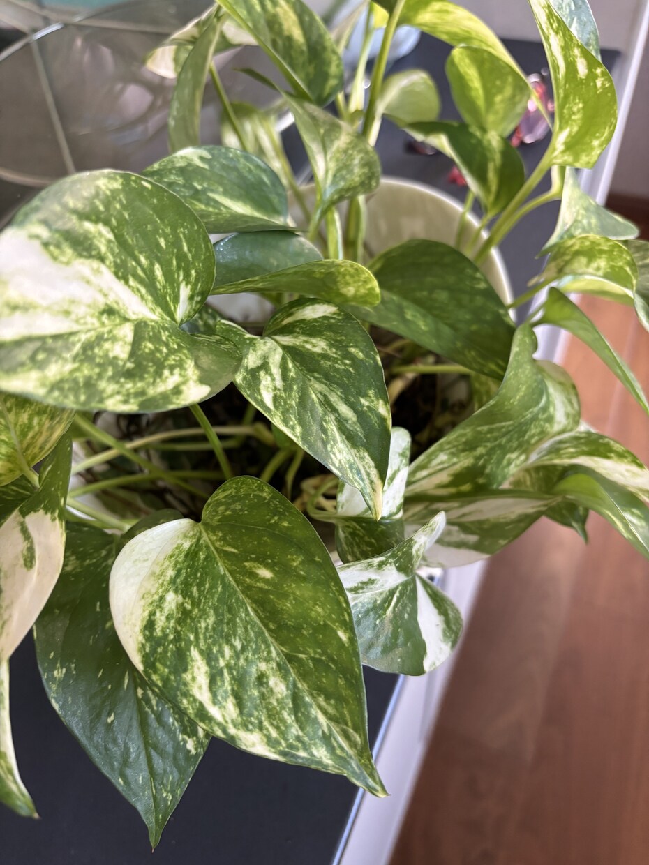 開運植物×風水で金運部屋に変身！します かわいく飾って♡お金と一緒に幸せも舞いこむお部屋つくり イメージ1