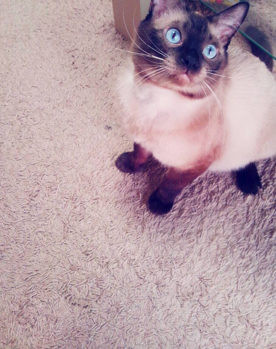 猫プロが撮った写真集あります 猫大好きな猫好き猫ままです！猫の写真提供 イメージ4