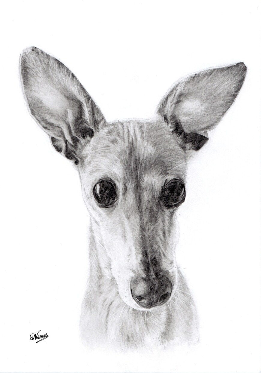 ペット・動物の【鉛筆画】を作成します 犬猫小鳥うさぎなど、プレゼントやご自宅用に。 イメージ6