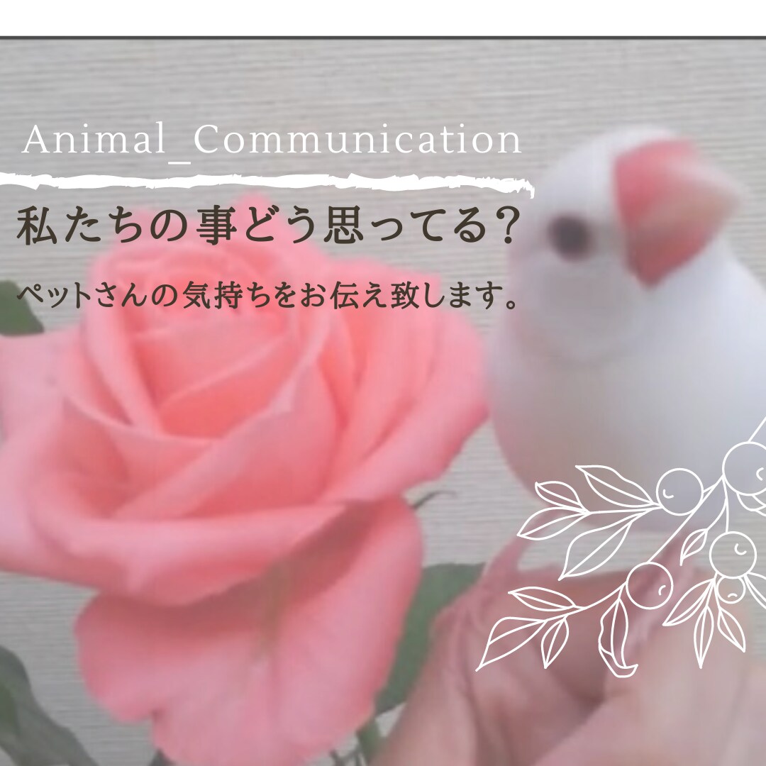 アニマルコミュニケーションします ペットさんとお話♬.*ﾟ質問5個＆伝言(*´`) イメージ3