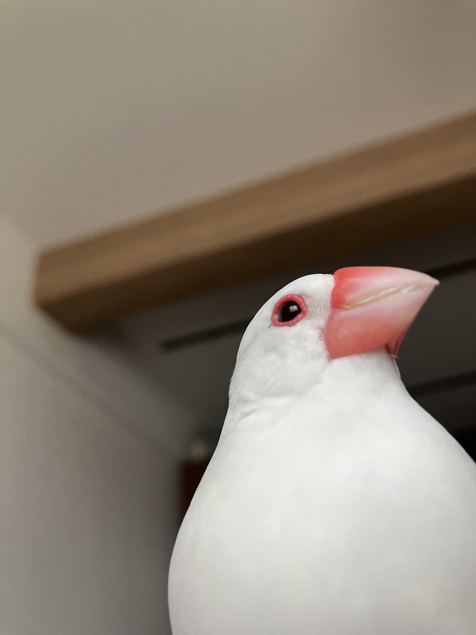 動物病院の就職支援します 獣医学生、動物看護学生さん、就職で心配事ございませんか。 イメージ1