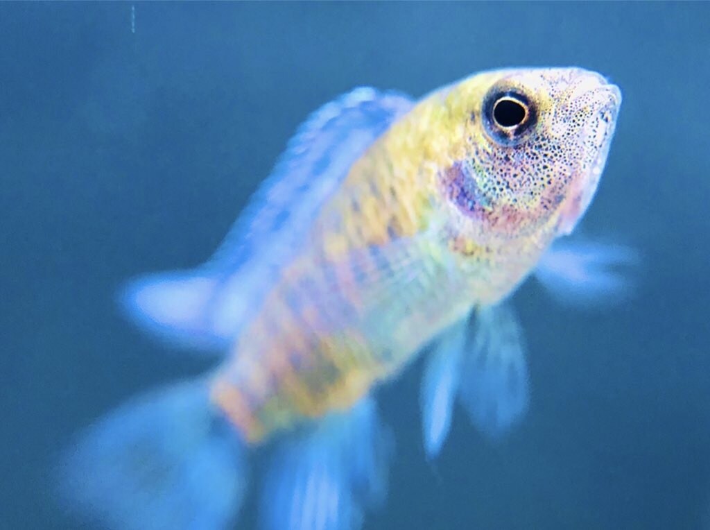 ショップの元店長が的確な熱帯魚の飼育お教えします アクアリウムを始める方、お悩み中の方、なんでも相談乗ります。 イメージ3