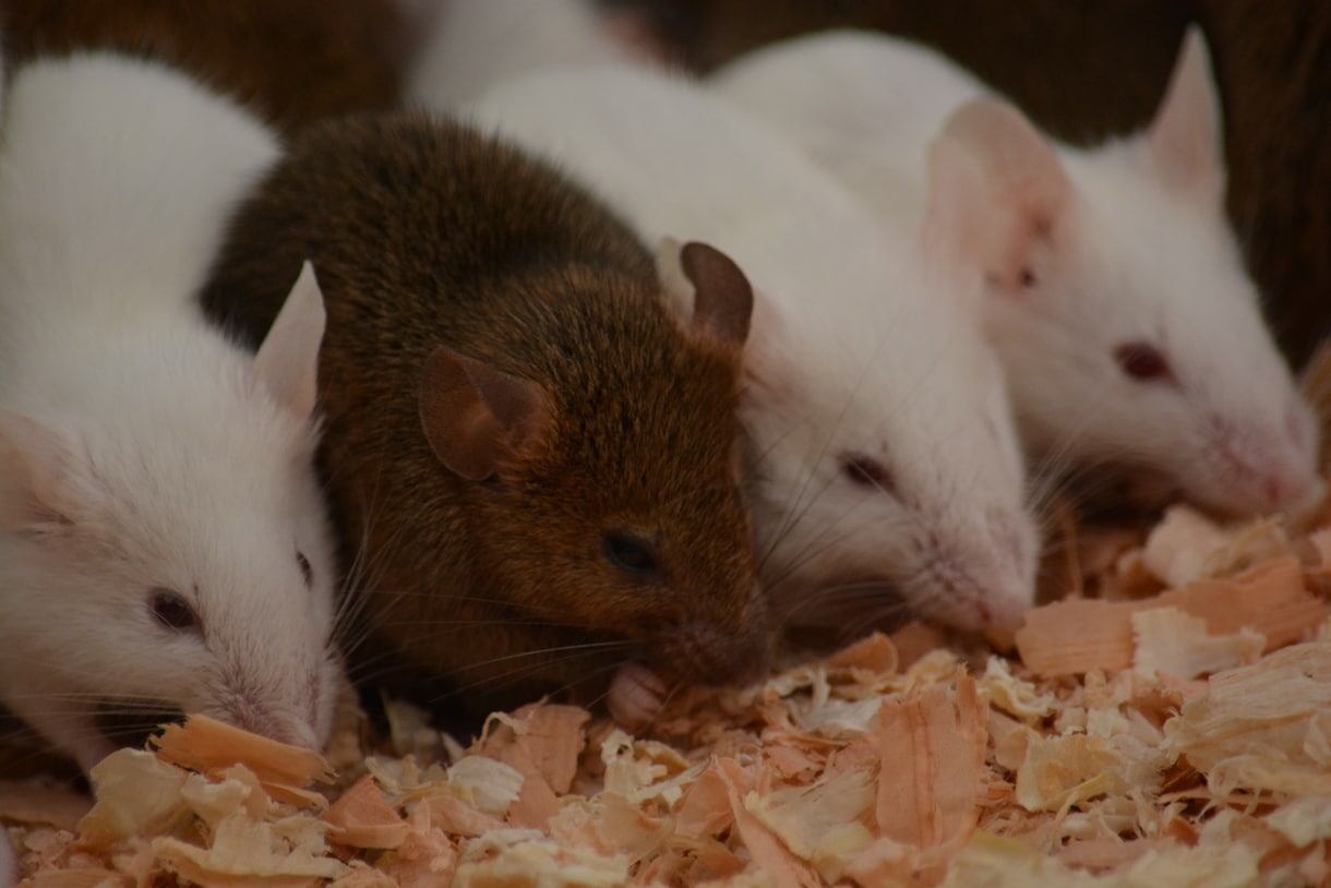 ペット飼育のご相談受け付けます ペットを飼ってみたいけれど不安がある方に イメージ2