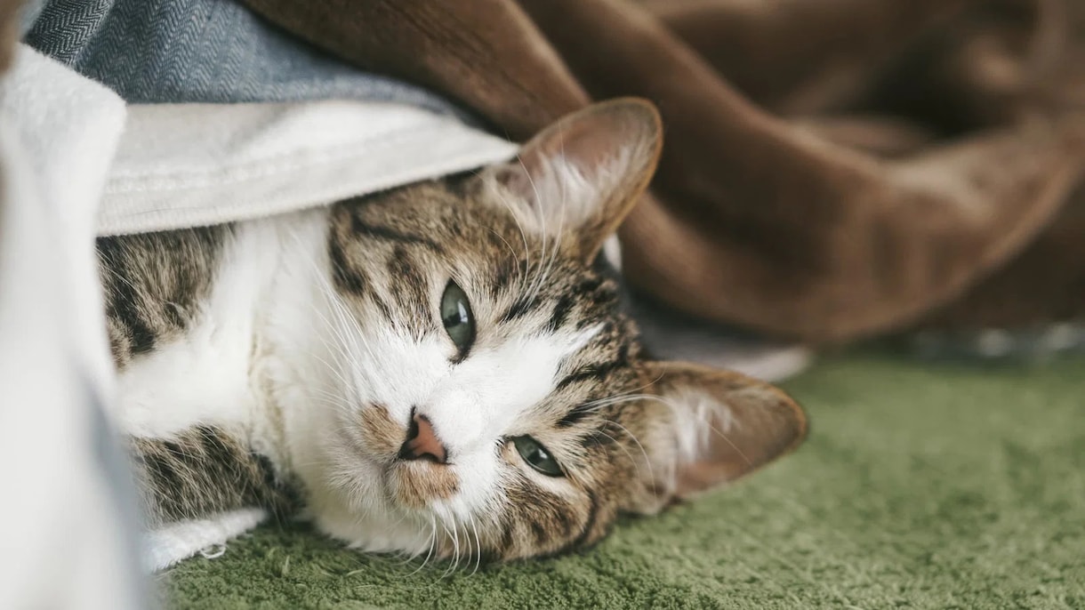 30年の霊視経験で【ペットの気持ち鑑定】を行います 犬猫の本音と行動の裏にある想い、虹の橋の子との繋がりも視ます イメージ5
