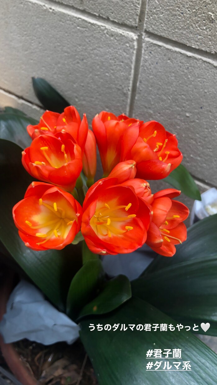 お庭の植物育てかたや病気など見ます 園芸店で働いている知識活かしあなたのお庭を素敵にします！ イメージ2