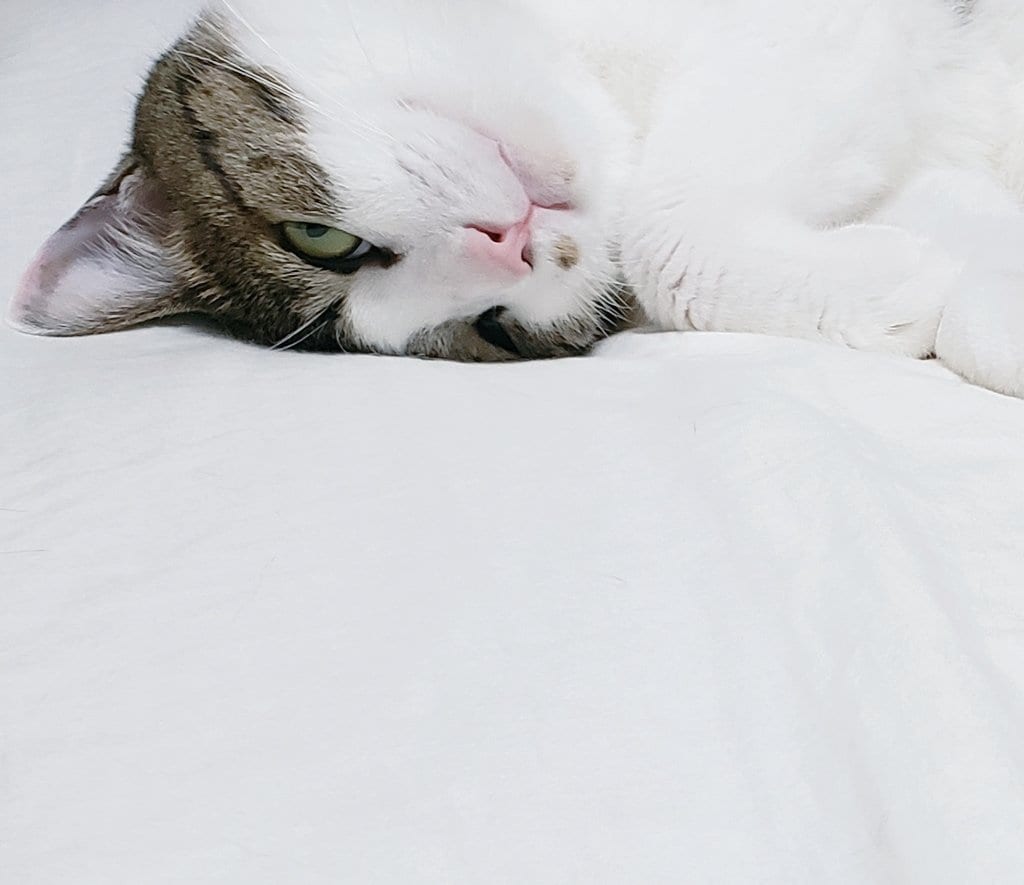 ねこがあなたの悩みを聞きます 猫生が波乱万丈な元野良猫の月見さんがお話聞きます イメージ4