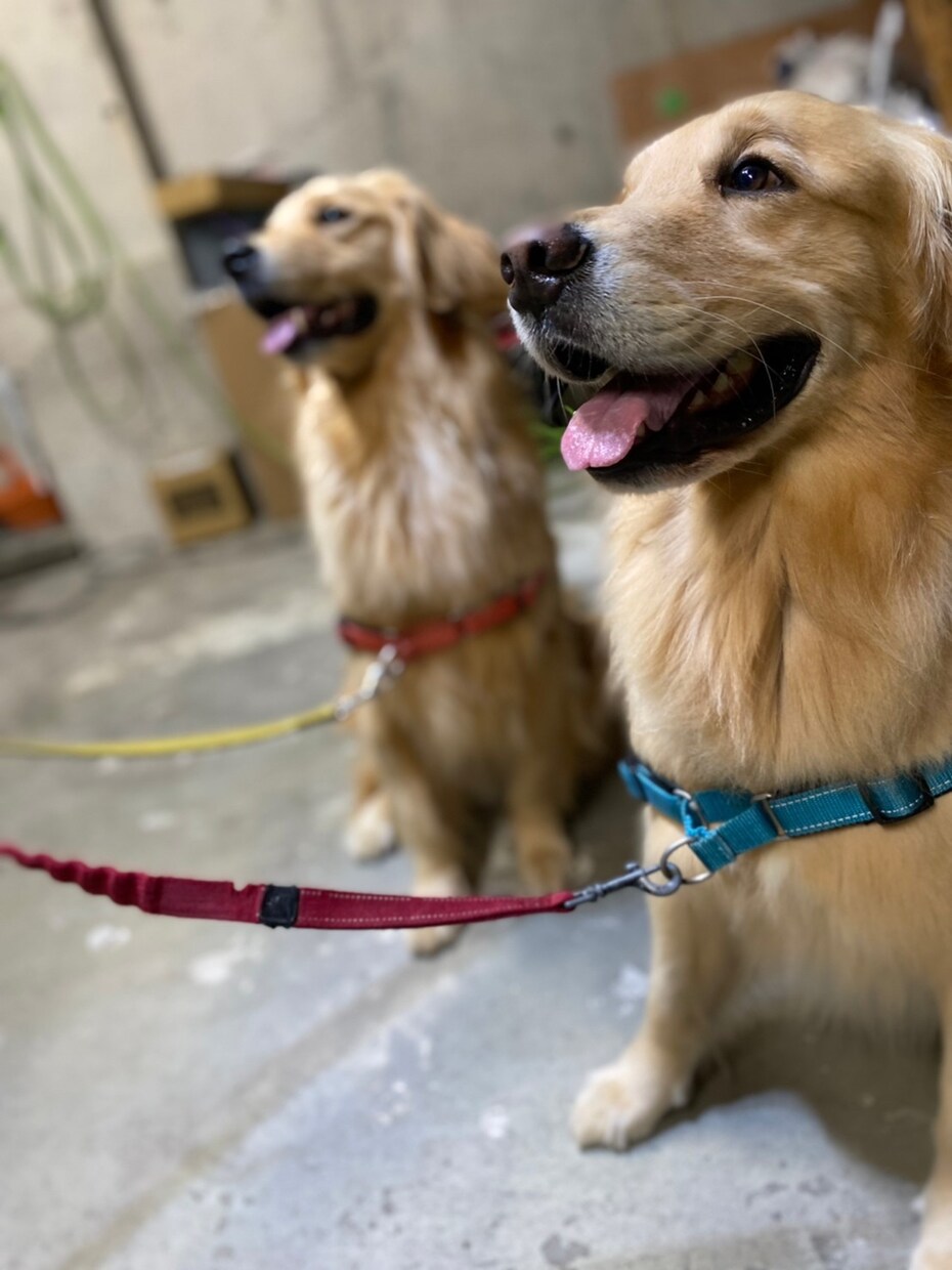 犬の飼育教えます 動物の飼育でお困りの方是非いかがですか イメージ1