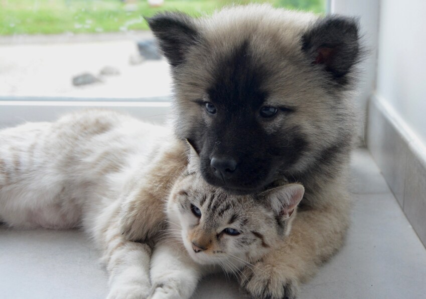 ペットの皮膚専門相談をお受けします 愛犬愛猫の皮膚トラブル、お悩みごとはありませんか？ イメージ1