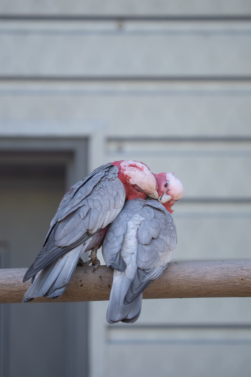 ペットのかわいい写真を撮ります 大切なペットの最高の1枚を残しませんか？ イメージ4