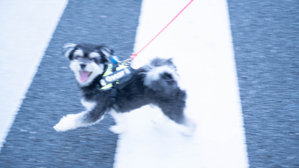 あなたのペットかわいく撮ります 犬、猫、鳥、ハムスター、爬虫類！全てのペット撮影します！ イメージ1
