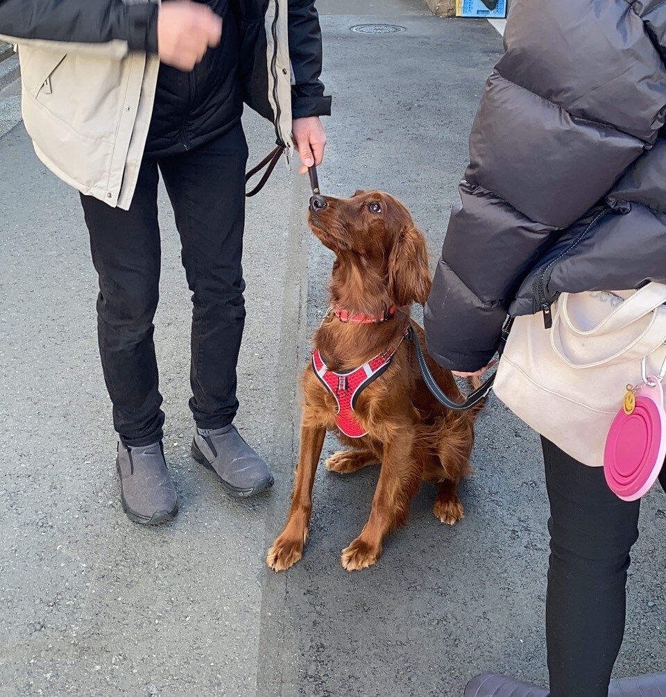 オンラインで犬のトレーニングを行います しつけ・トレーニングのアドバイス可能！　30分3000円 イメージ7