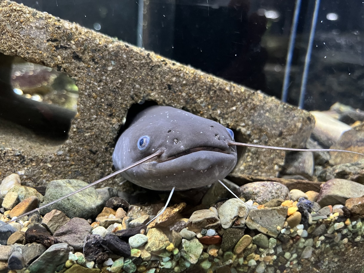 熱帯魚、水草の育成方法などのご相談にお答えします 専門店店員の10年の経験を生かして、親切丁寧に対応いたします イメージ1