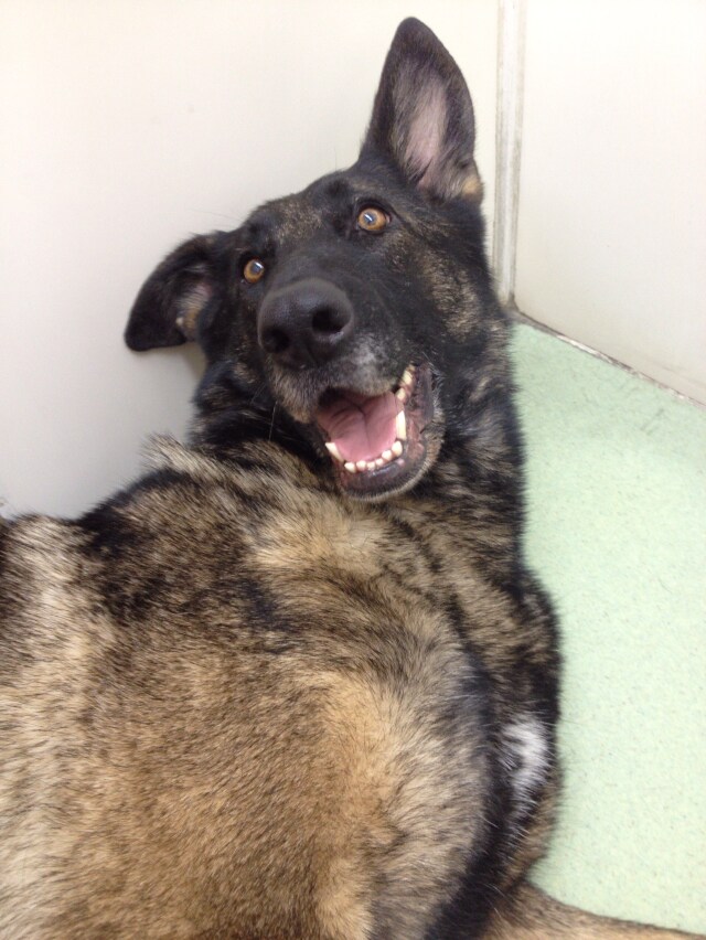 あなたの愛犬のお悩み解決します 現役ドックトレーナーがあなたと愛犬の暮らしをサポートします イメージ1