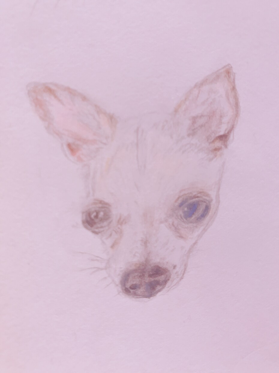 可愛いペット(犬、猫、なんでも)イラスト作成します 写真をお借りし、シャーペンで細かい所までリアルに描きます。 イメージ2