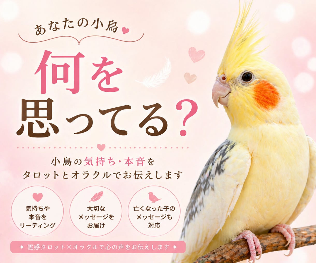 インコの気持ち、話したい事をお伝えします 小鳥たちの心の声を読み解く✨ヒーリング付き イメージ1