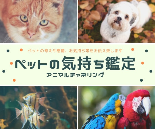 ペットの気持ち鑑定！アニマルチャネリングで伝えます 大切なペットの本当の気持ちを知りたくないですか？ イメージ1