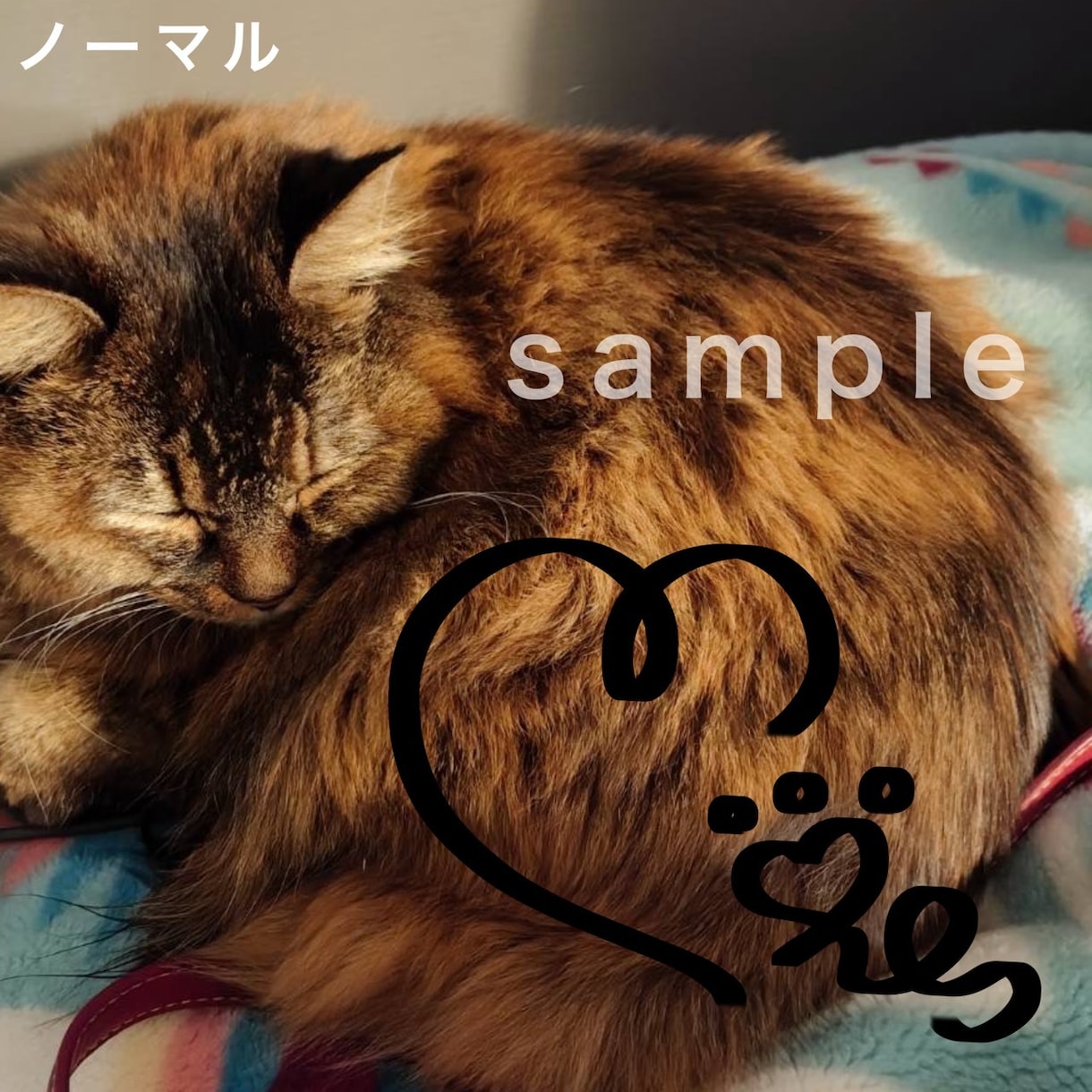 ペットのサイン制作します 〜写真にサインを書き込んでプレゼント〜爬虫類も大歓迎 イメージ1