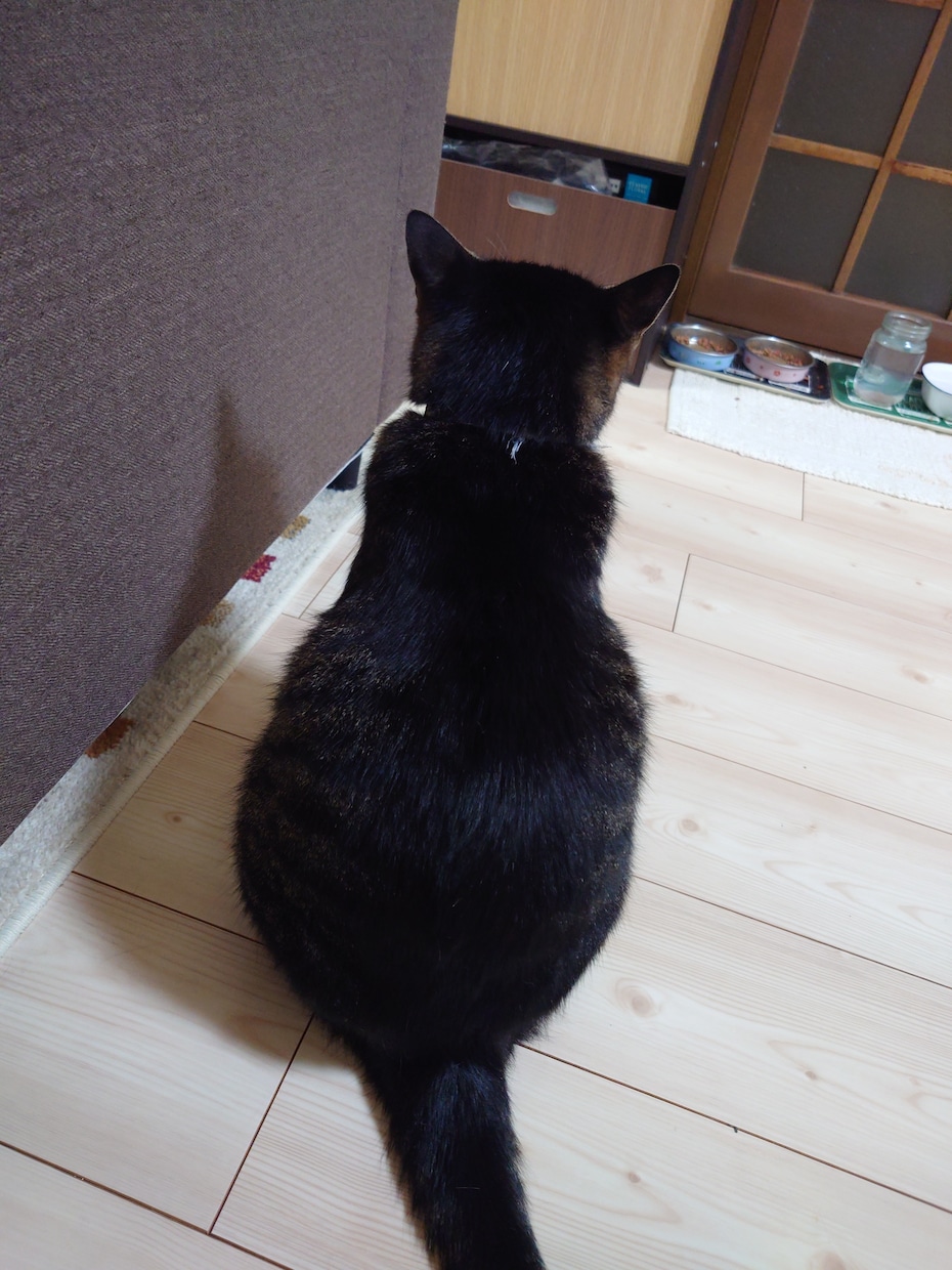 神聖な猫の力を借りて究極のニ択をします 只今お試し価格！時短ご希望の方サクサク占います！ イメージ3