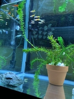 魚の飼育について教えます 水槽のレイアウト、飼育する時の注意点などについてお答えします イメージ2