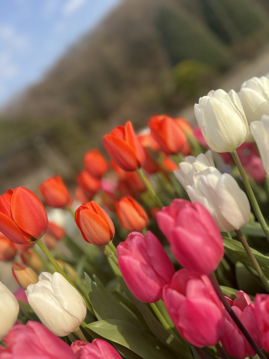 必ず話をして良かったと思わせます 相談件数100件越え(ここではないですが)必ずご納得できます イメージ1